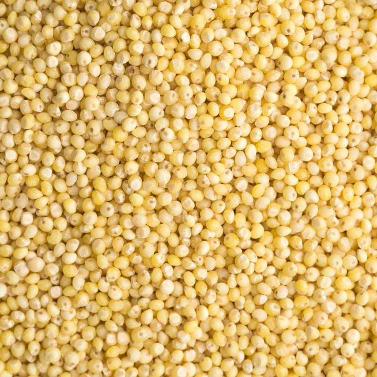 Yellow Corn